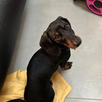 Il mio cagnolino vuole fare cuccioli