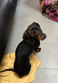 Il mio cagnolino vuole fare cuccioli