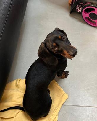 Il mio cagnolino vuole fare cuccioli