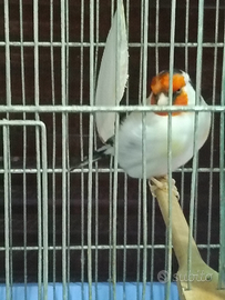 Cardellino mayor 2023