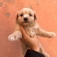Maltipoo cuccioli