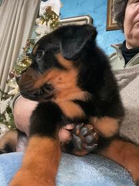 Cuccioli di rottweiler