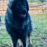 Cucciola Pastore del Caucaso