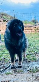 Cucciola Pastore del Caucaso