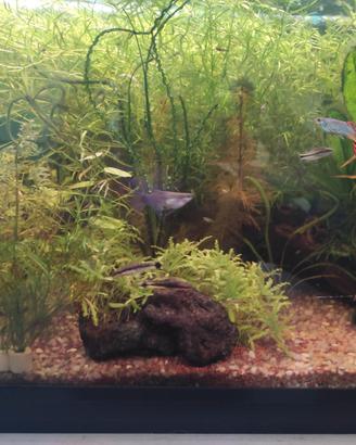 Guppy disponibili
