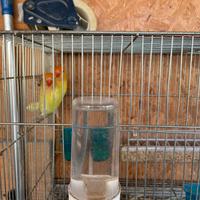 Inseparabili Fischer