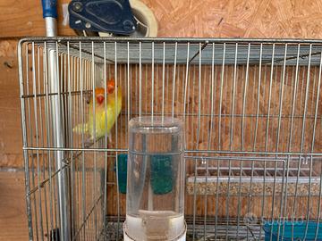 Inseparabili Fischer