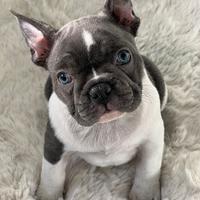 Bulldog francese
