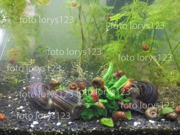 lumache ampullaria ampullarie acquario