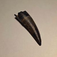 Dente di Dinosauro (Suchomimus)