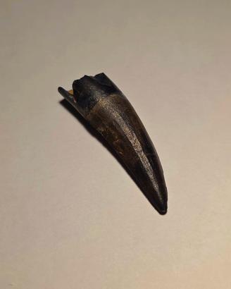 Dente di Dinosauro (Suchomimus)