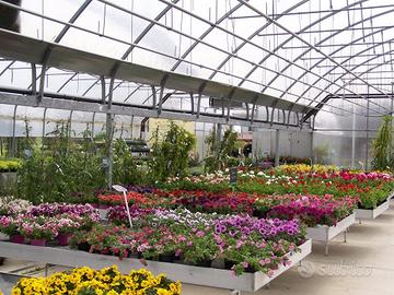 Fiori e Piante a Mantova