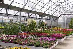 Fiori e Piante a Mantova