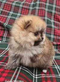 Toy pomerania spitz tedeschi nano pedigree femmina