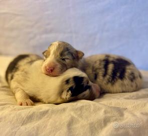 Cuccioli Pastore Australiano Australian shepherd
