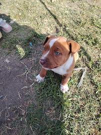Pitbull