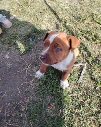 Pitbull
