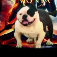 American Bully