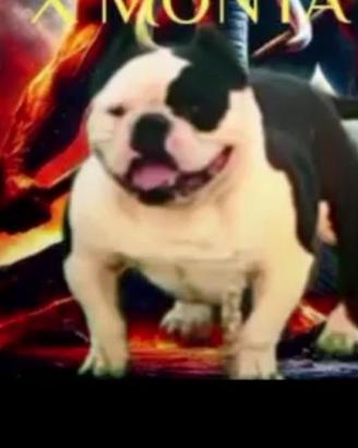 American Bully