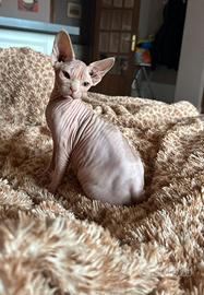 Sphynx