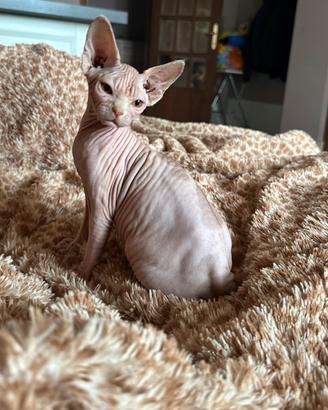 Sphynx