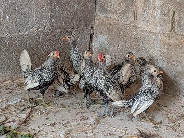 Galline sebright