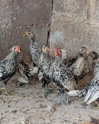Galline sebright