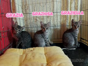 Grazia, Graziella e Graziosa gattine tigrate di 3