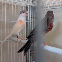 Arlecchini portoghesi