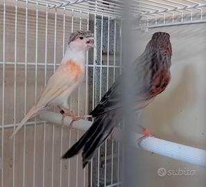 Arlecchini portoghesi