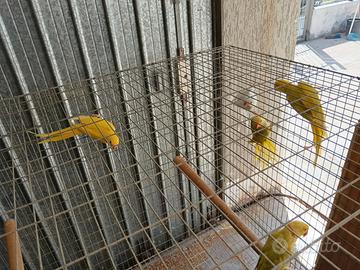 Parrocchetti dal collare 