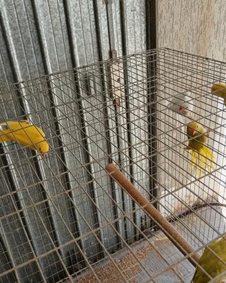 Parrocchetti dal collare 