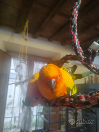 Pappagalli. Cornuro del sole