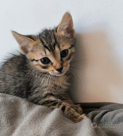 Micette per adozione