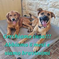 Cagnolini