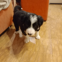 Cuccioli Border Collie