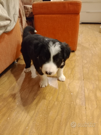 Cuccioli Border Collie
