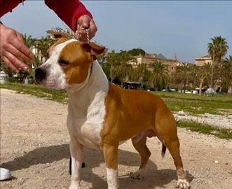 Amstaff per monta