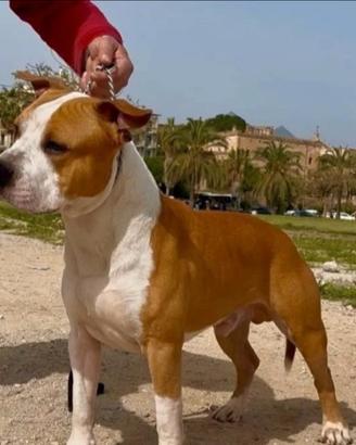 Amstaff per monta