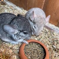 Cuccioli Chinchilla