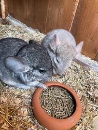 Cuccioli Chinchilla