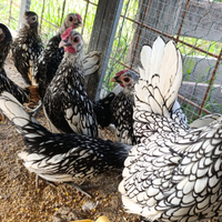 Galline ornamentali e germani