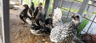 Galline ornamentali e germani