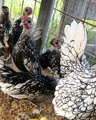 Galline ornamentali e germani