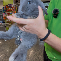 Ariete nani blu di vienna coniglietti