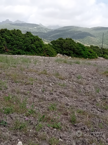 Azienda