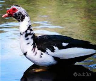 Anatra muta maschio