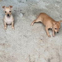 Cuccioli di 60 g. Sverminati