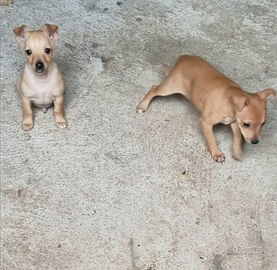 Cuccioli di 60 g. Sverminati