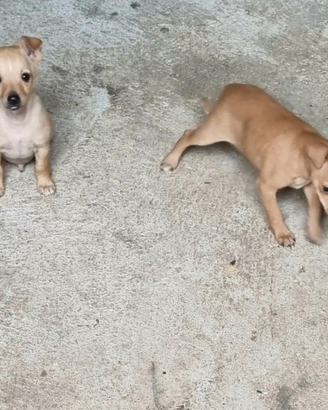 Cuccioli di 60 g. Sverminati